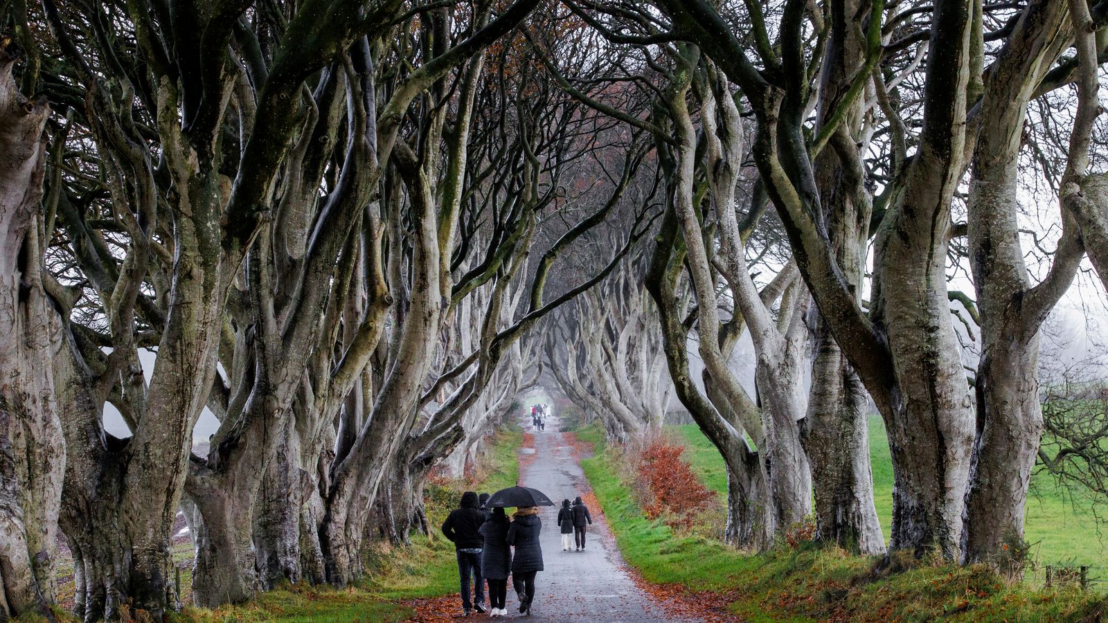 Dark Hedges · Co. Antrim